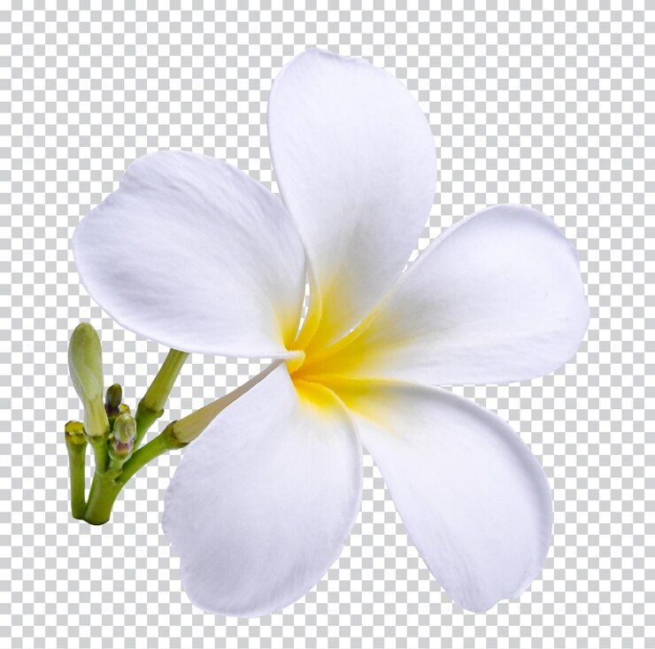 Plumeria frangipani kwiaty Hawai kwiat isol Plumeria frangipani kwiaty Hawaje kwiat na białym tle Premium psdxDxD