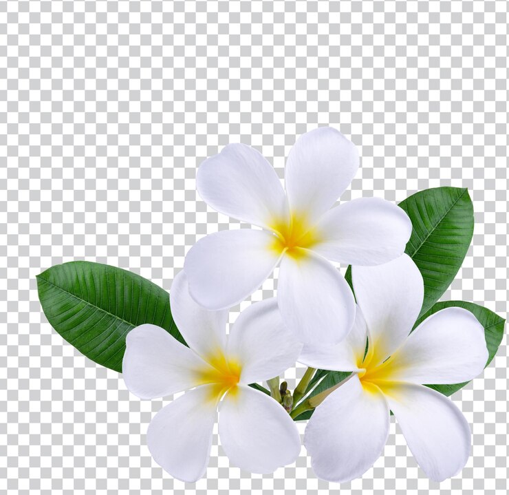 Plumeria, frangipani kwiaty na białym tle. Płatne psd