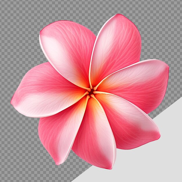 PSD 플루메리아 루브라 (plumeria rubra) 꽃은 투명한 배경에 분리되어 있습니다.