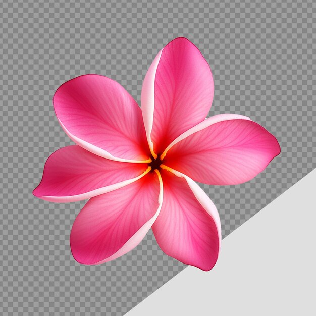 PSD plumeria rubra flower png isolated on transparent background