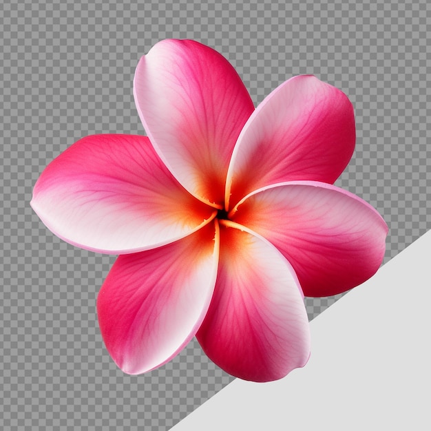 PSD fiore di plumeria rubra png isolato su sfondo trasparente