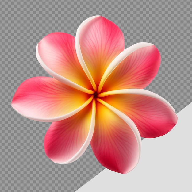 PSD plumeria rubra flower png isolated on transparent background
