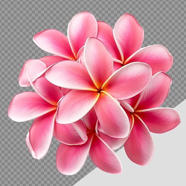 Plumeria Rubra Kwiat Png Izolowany Na Przezroczystym Tle