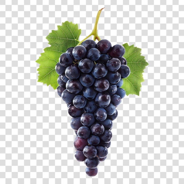 PNG A wild grape grapes photography isolated