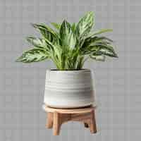 PSD png aglaonema in ceramic pot on ceramic stand with color light g interior tree on clean background