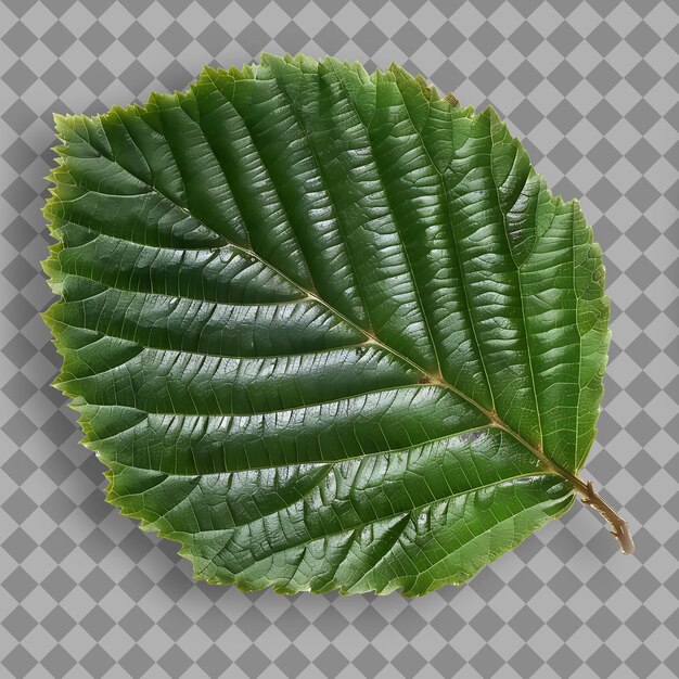 PSD png alder leaf met ronde bladvorm en donkergroene kleur object top view geïsoleerd natuurobject