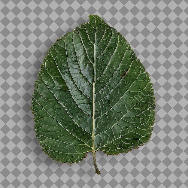 PSD png 북극 털  잎 타원형 잎 모양과 어두운 녹색  뷰 고립 된 자연 물체