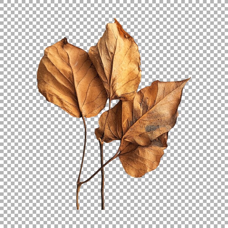 PSD png autumn leaves on transparent background ai generated