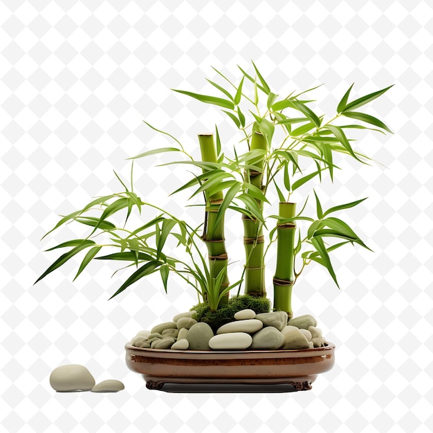 PSD png bamboo bonsai bamboo pot long slender leaves zen garden conc transparente diversi alberi decorazione