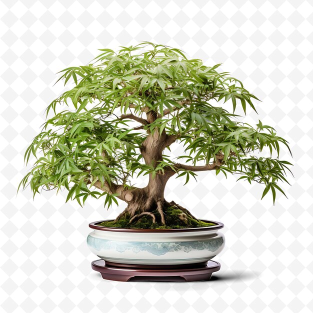 PSD png bamboo bonsai tree porcelain pot slender leaves flexibility transparent diverse trees decor