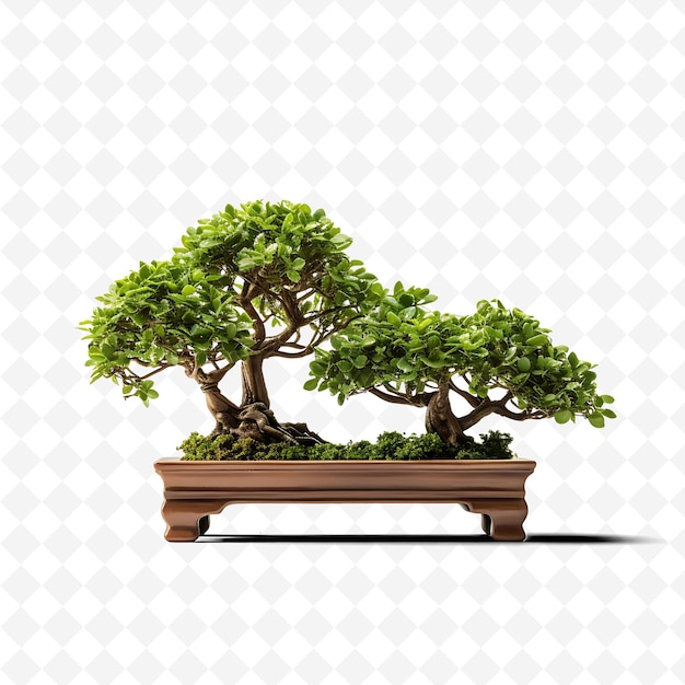 PSD png boxwood bonsai clay pot oblong leaves 都市オアシスコンセプト 透明な多様な木の装飾