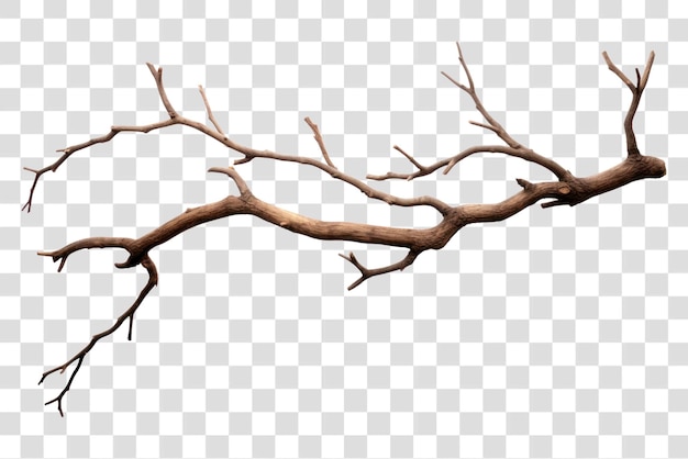 png branch branch antler plant