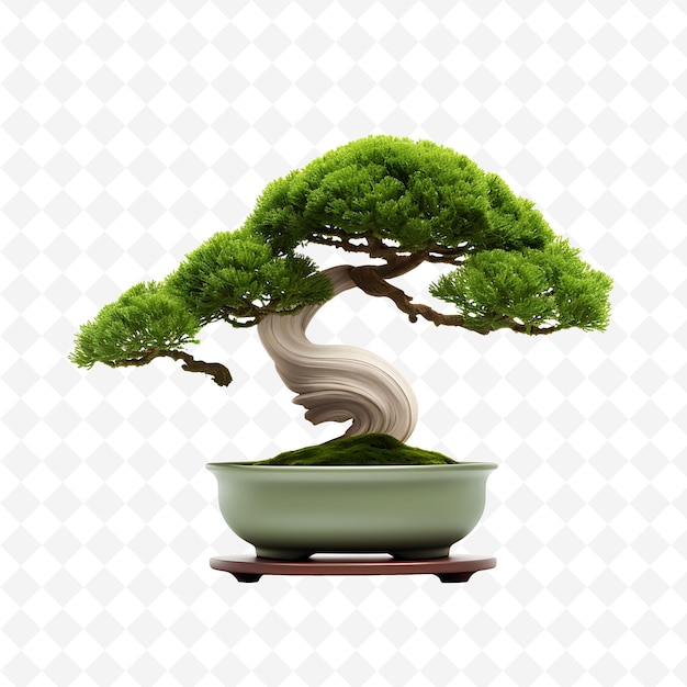 PSD png cypress bonsai tree metal pot scale like leaves modern conce transparent diverse trees decor