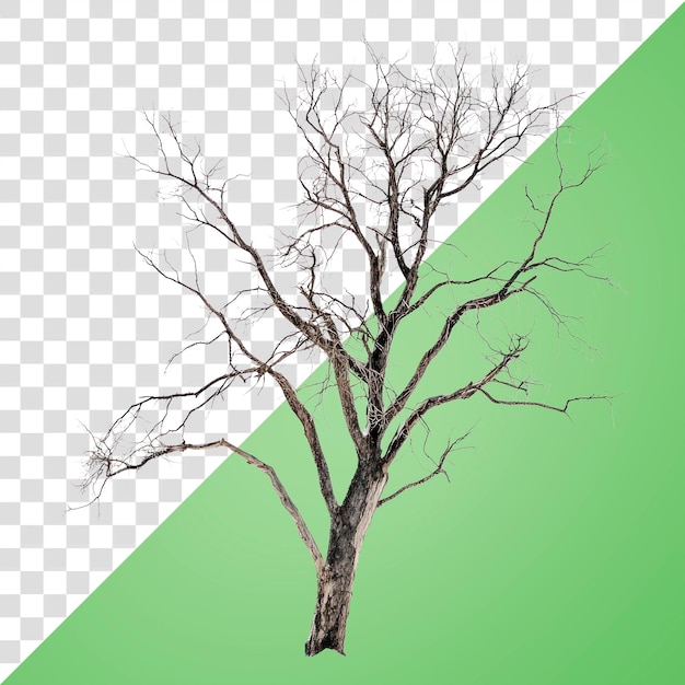 PNG Dead tree background winter minimalist