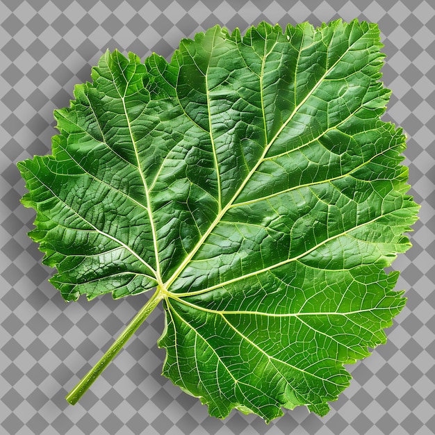 Png desert hollyhock leaf met lobed bladvorm en groene kleur top view geïsoleerd natuurobject