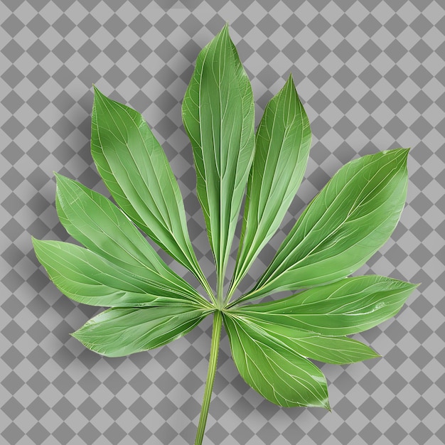 PSD png desert monkshood leaf with lobed leaf shape and green color トップビュー 孤立した自然オブジェクトです.