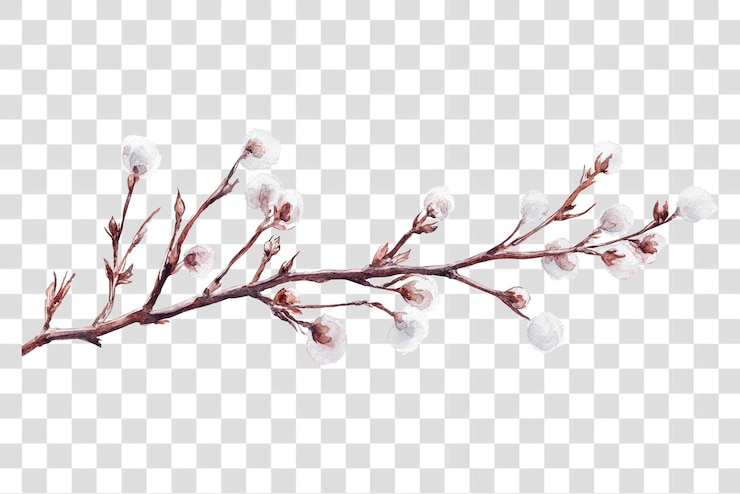 PSD png dry branchs illustration watercolor blossom