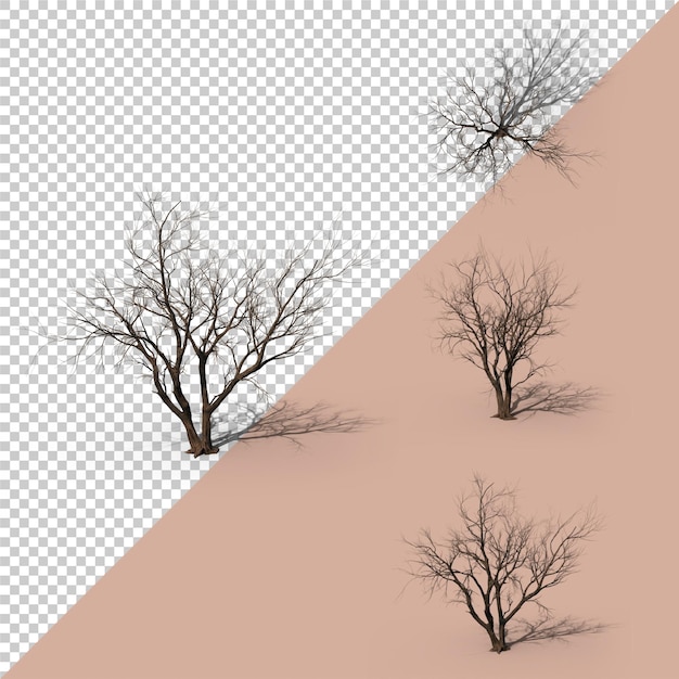 PSD png dry tree including shadown with 4 different possitions