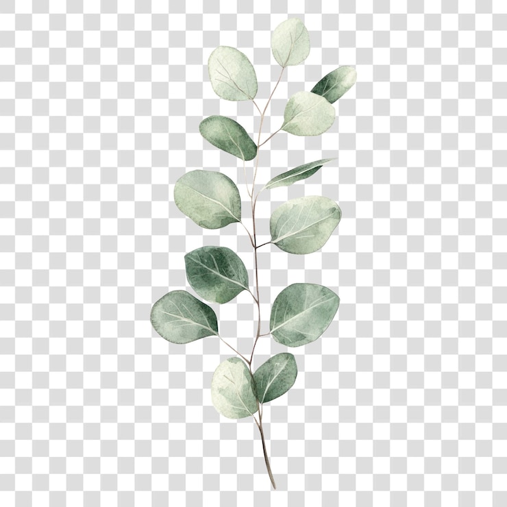 PSD png eucalyptus leaves leaves leaf art