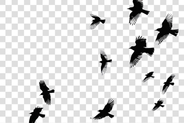 PSD png few birds silhouette flying on the clear white sky blackbird agelaius animal