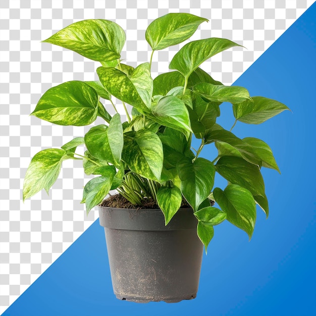 パプア・NG・ゴールデン・ポトス (PATHOS) 室内植物の葉