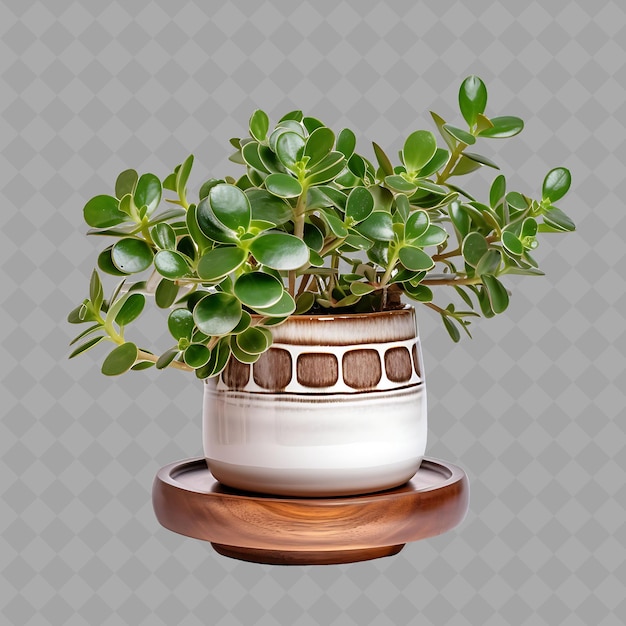 PSD png jade plant in ceramic country geometric design pot sitting o drzewo wewnętrzne na czystym tle