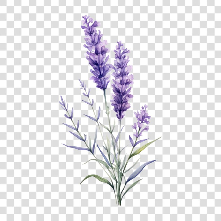 PSD png lavender blossom flower plant