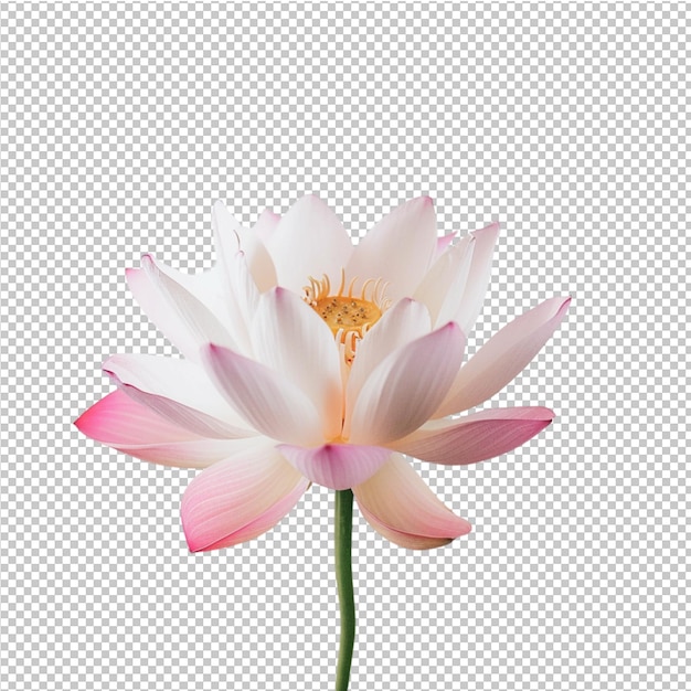 PSD png lotus verlaten