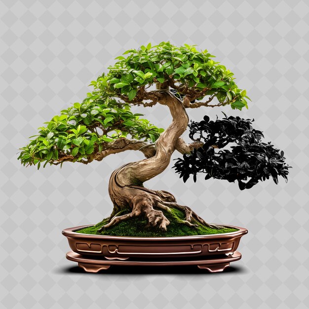 PSD png oak bonsai tree stone pot lobed leaves strength concept trad transparente diversi alberi decorazione