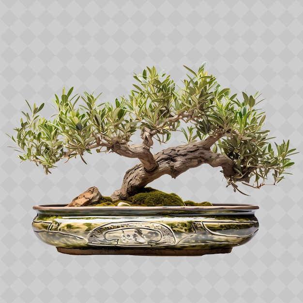 PSD png olive bonsai tree terracotta pot foglie allungate mediterraneo trasparente diversi alberi decorazione