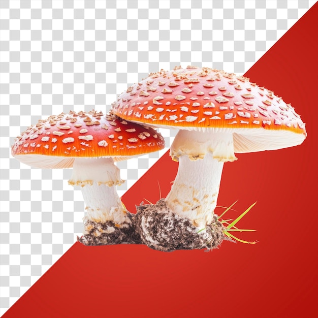 PNG Paddenstoelen achtergrond amanita schimmel