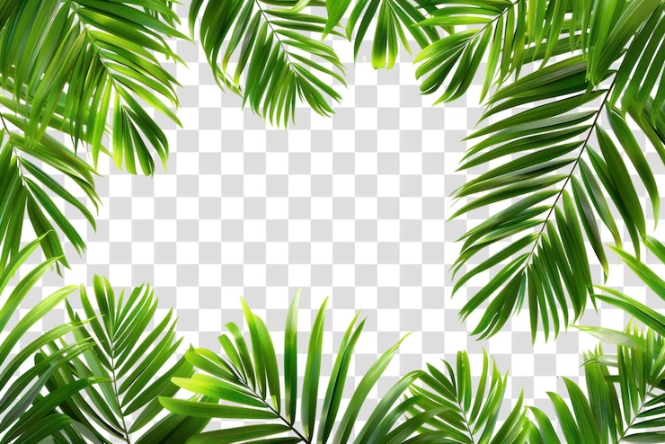 PSD png-palmblaadjes vormen de vegetatie van het regenwoud arecaceae