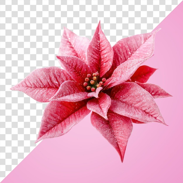 png pink christmas flower christmas petals plant