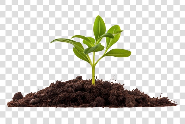 png plant soil leaf white background