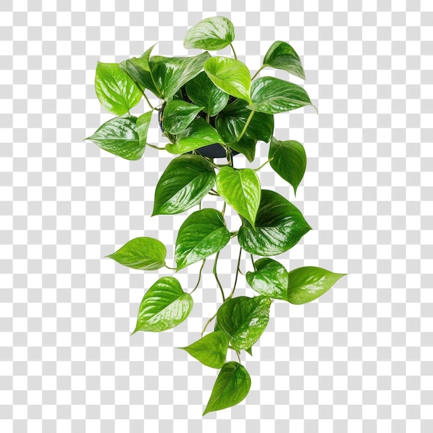 PNG Pothos plant bladeren van huisplanten