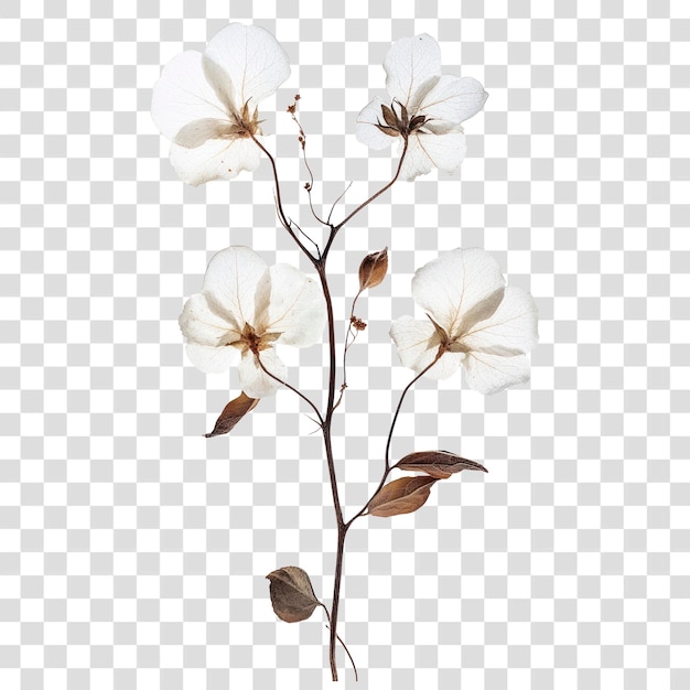 PNG Pressed white flower flowers petals dried