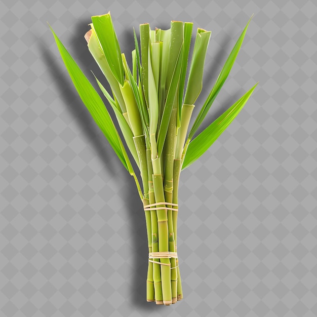 PSD png rattan schiet palm groente groene schilferige tender schiet objec geïsoleerd schone en verse groente