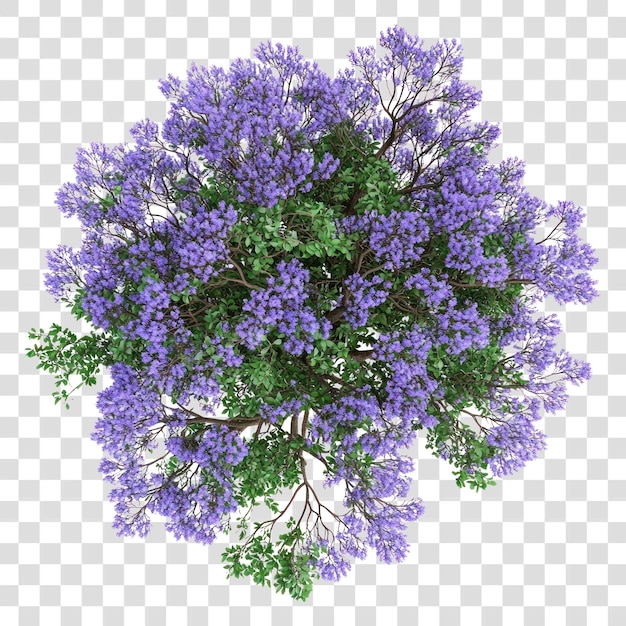 PNG Real jacaranda tree flower purple photography