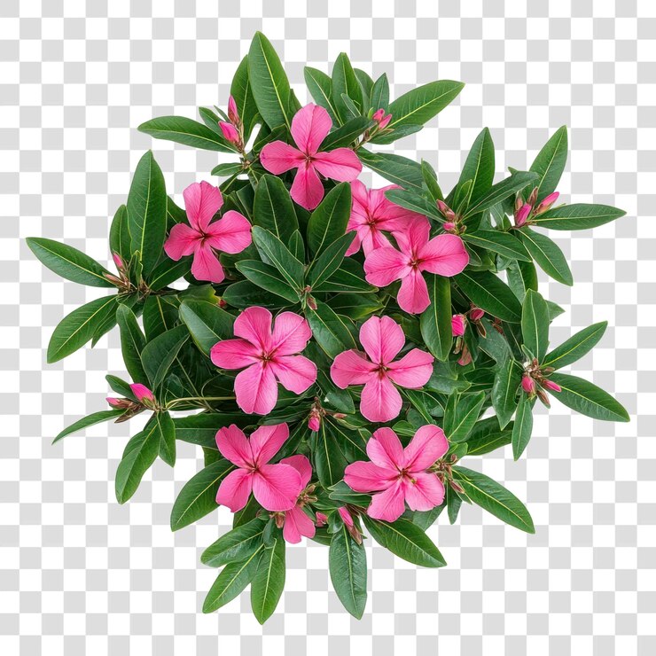 PSD png real oleander bush flowers leaves leaf