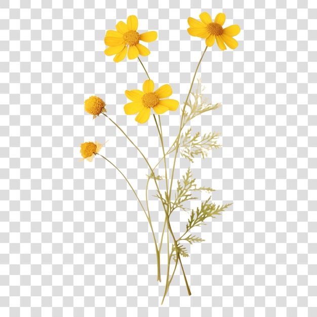 png real pressed a single minimal yellow feverfew flower asteraceae daffodil