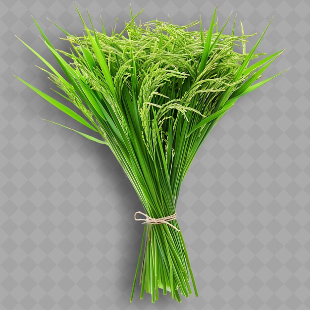 PSD png rice paddy herbs leafy bunches of green leaves and stems obj isolated clean and fresh vegetable