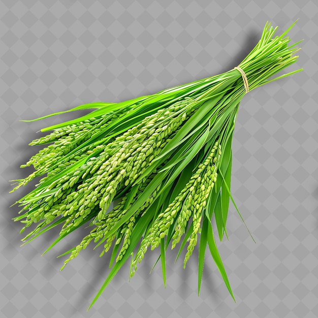 PSD png rice paddy herbs leafy bunches of green leaves and stems obj isolated clean and fresh vegetable