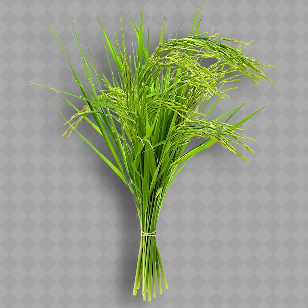 PSD png ryż paddy zioła liściaste gromady zielonych liści i łodygi obj izolowane czyste i świeże warzywa