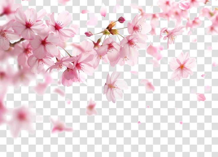 PSD png 사쿠라 뒷면 야외 꽃