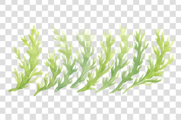 パプア・ニューギリシャ 海藻 水彩画 草の植物のハーブ