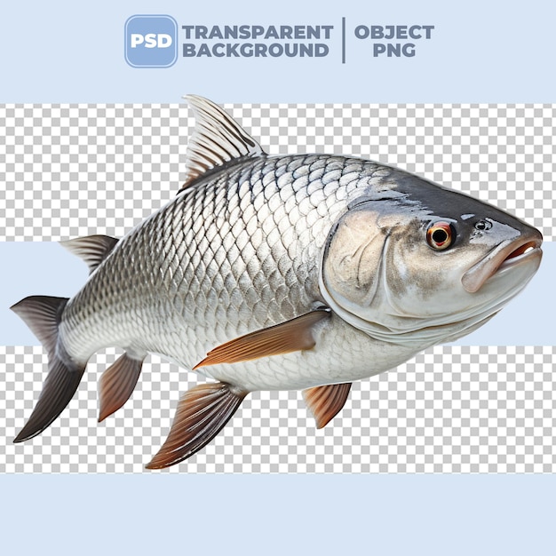 PSD pesce carpa argento png sullo sfondo trasparente psd.