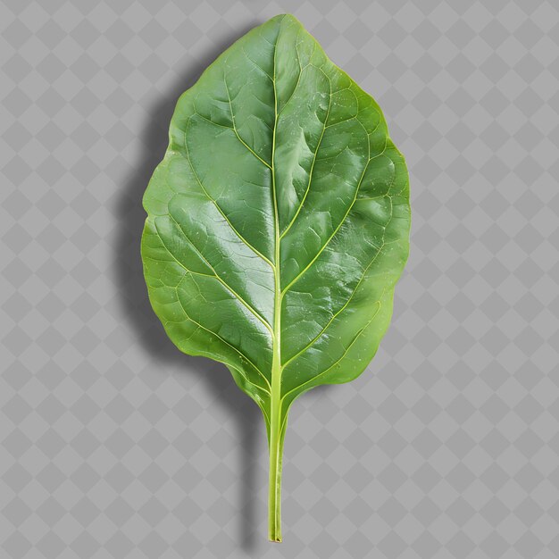 PSD png sorrel leafy vegetable g 고립된 깨하고 신선한 채소로 특징지어지는 니가 있는 잎