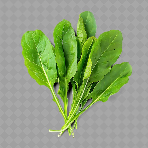 PSD png sorrel leafy vegetable pointed leaves characterized by its g isolated fresh vegetables