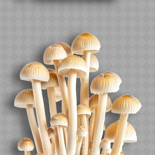 PSD png straw mushrooms clusters of slender white stems with tiny ca isolated clean and fresh vegetable