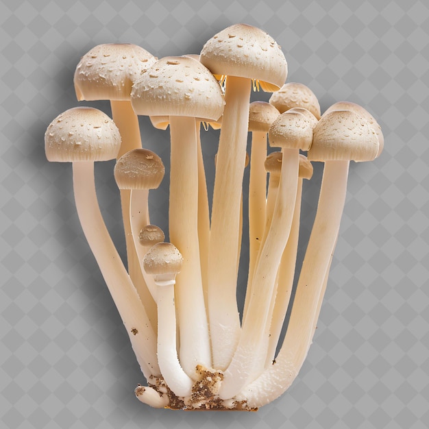 PSD png straw mushrooms clusters of slender white stems with tiny ca isolated clean and fresh vegetable